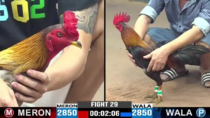 Đá Gà WS168 - Tận Hưởng So Tài Chiến Kê Đẳng Cấp Nhất ONBET Loại hình so tài cựa sắt