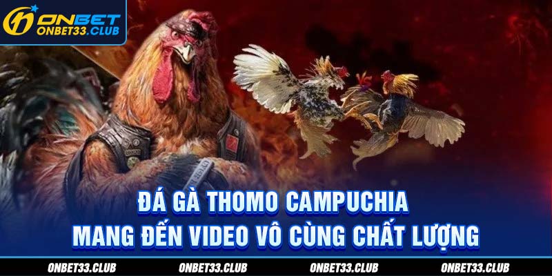 Đá Gà Thomo Campuchia - Sân Chơi Kịch Tính Thưởng Lớn Tại Onbet Đá gà Thomo Campuchia mang đến video vô cùng chất lượng