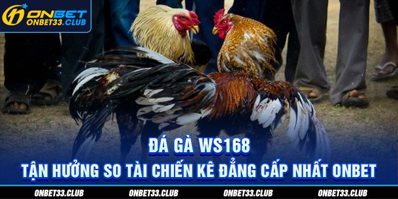 Đá gà WS168 - Tận hưởng so tài chiến kê đẳng cấp nhất Onbet