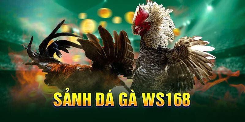 Đá Gà WS168 - Tận Hưởng So Tài Chiến Kê Đẳng Cấp Nhất ONBET Nhiều game cược trong đá gà WS168